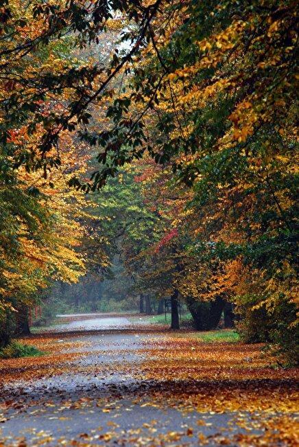 عکس: جلوه‌ای از پاییز رنگارنگ گلستان