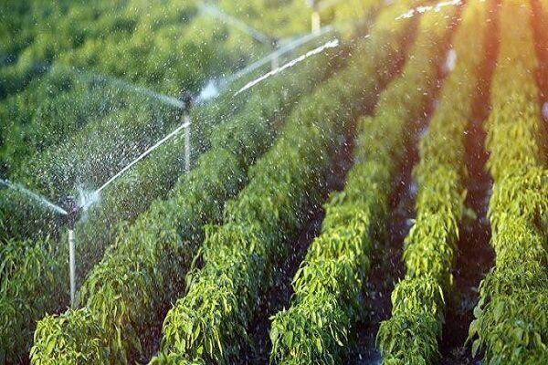 آبیاری ۴۵ هزار هکتار از مزارع و باغ های استان بوشهر به روش نوین