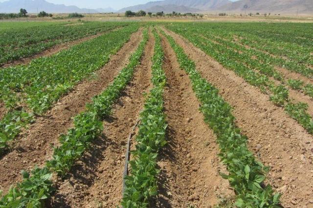 لوبیای خمین، میراثی در دل خشکسالی