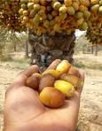 برداشت خرما از نخلستان‌های شهرستان قیروکارزین