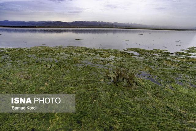 گام مهم در مسیر احیای تالاب صالحیه