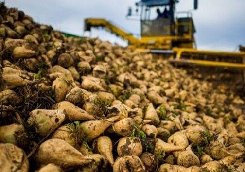 ۴۴ درصد چغندر قند خراسان‌شمالی قراردادی خرید می‌شود