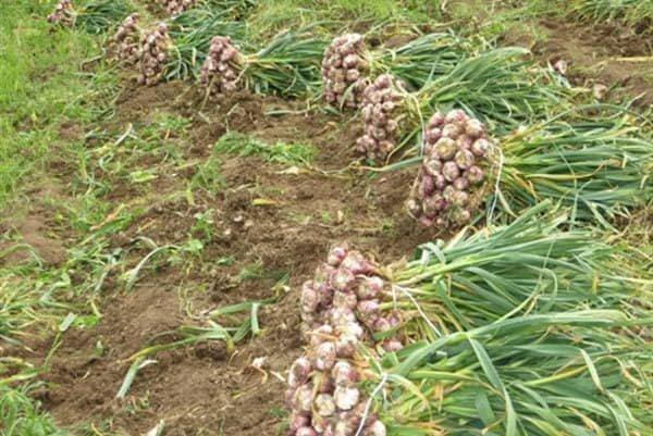 سالاری: ۸۰۰ تن سیر ارگانیک بشاگرد در ۱۲۰ هکتار برداشت می شود