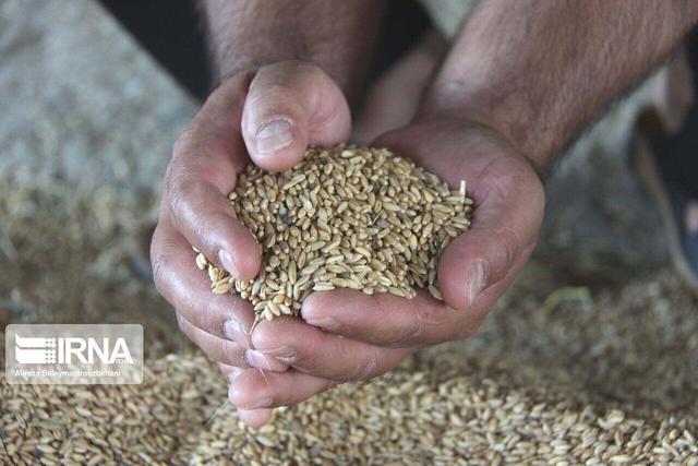معاون وزیر جهاد کشاورزی: سهمیه نهاده‌های دامی عشایر ۲۰ درصد افزایش یافت