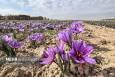جعفری: دومین جشنواره زعفران در روستای علوی کاشان برگزار می شود