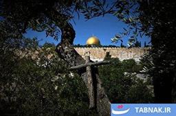 عکس: آغاز برداشت سنتی زیتون توسط راهبان کاتولیک در دامنه‌های کوه زیتون