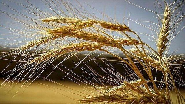 ۷۶ هزار هکتار از مزارع بوکان زیر کشت گندم رفته است