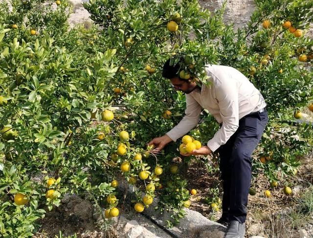 برداشت نارنگی از باغ های گیلان آغاز شد