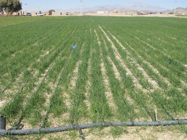 ناظری: بذر اصلاح‌شده و کشت مستقیم راهکار اصلی کاهش خسارت خشکسالی است