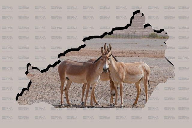 پایداری جمعیت گورخر آسیایی در «آفریقای ایران»