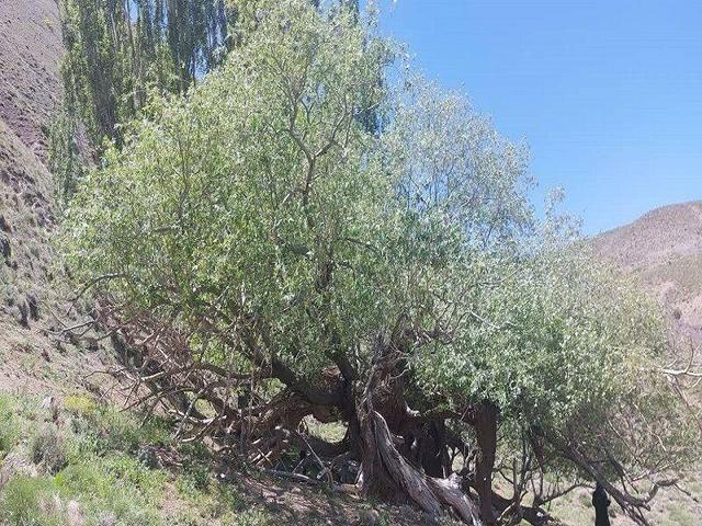 درخت بید کهنسال روستای «بکاول» تربت حیدریه در فهرست میراث طبیعی ملی ثبت شد