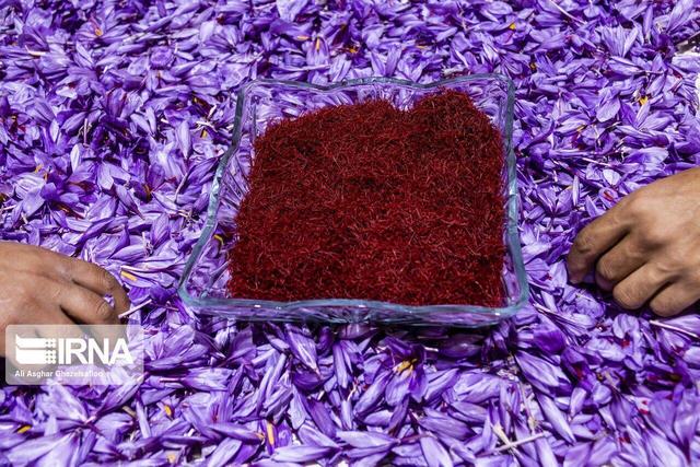 برداشت طلای سرخ در مازندران آغاز شد