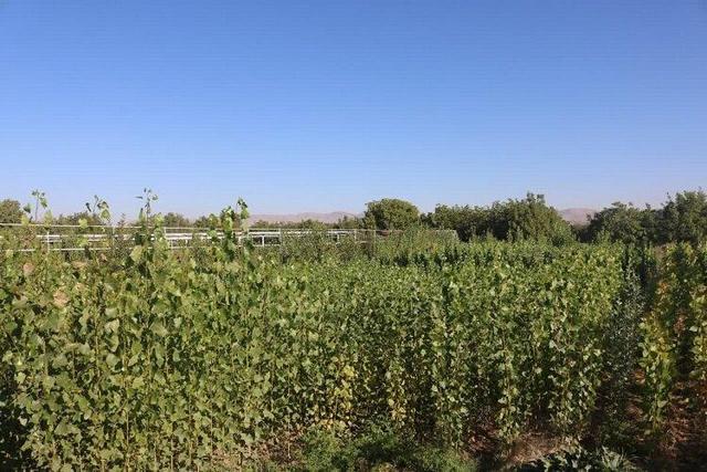 صنوبر و اکالیپتوس درآمدزایی بسیار بالایی برای تولیدکننده دارند
