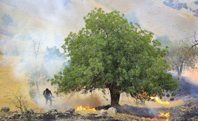 آتش‌سوزی در تالاب شیمبار اندیکا مهار شد