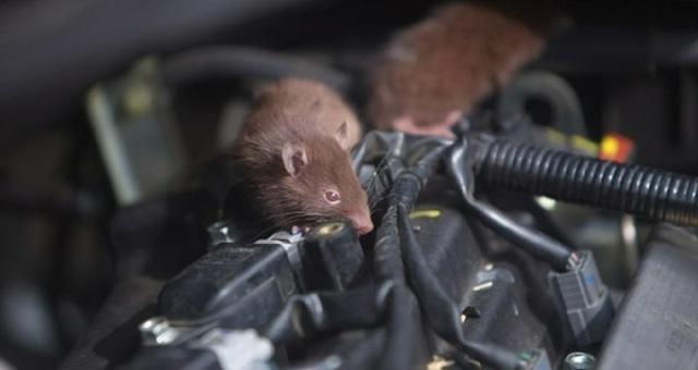 چرا موش ها به جویدن سیم‌های خودرو علاقه دارند و چگونه از ماشین خود در برابر آسیب محافظت کنیم؟