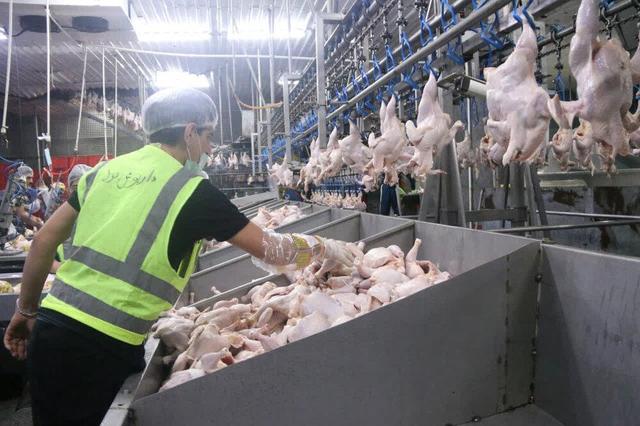 توزیع بیش از ۴۹۱ تن گوشت مرغ مازندران در بازار تهران