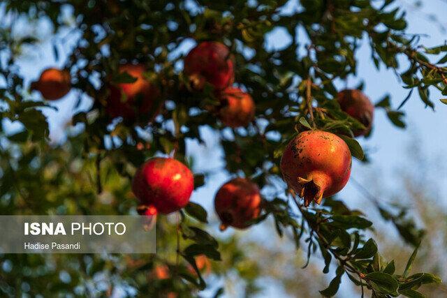 فارس در صدر تولید انار کشور قرار دارد/وجود ۲۸ هزار هکتار باغ انار 
