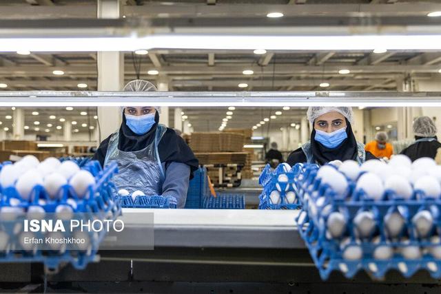 کاهش‌ هزینه‌های تولید با اجرای طرح «طاها» در استان زنجان