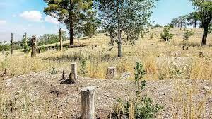 نفس جنگل‌ها به شماره افتاد