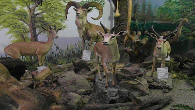 موزه گونه های حیات وحش البرز را مجازی ببینید