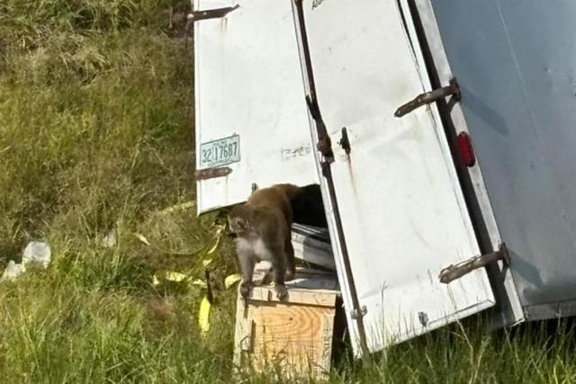 واژگونی کامیون حامل میمون‌های مبتلا به ویروس+ فیلم