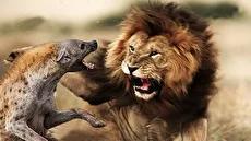 شیر نر شجاعانه به دسته کفتارها حمله کرد (فیلم)