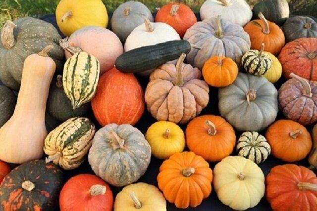 برداشت ۱۰ هزار تن کدو از مزارع بروجرد