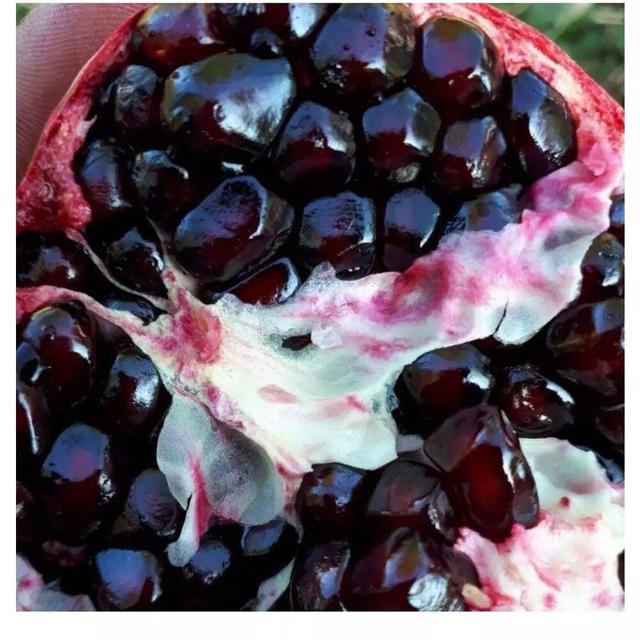 جشنواره «اناردانه سیاه جوشان» گلباف کرمان پیوند گردشگری کشاورزی و فرهنگ