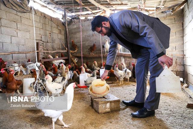 پیشگیری از طریق آموزش، بهترین راه مقابله با بیماری‌های حاد پرندگان و طیور