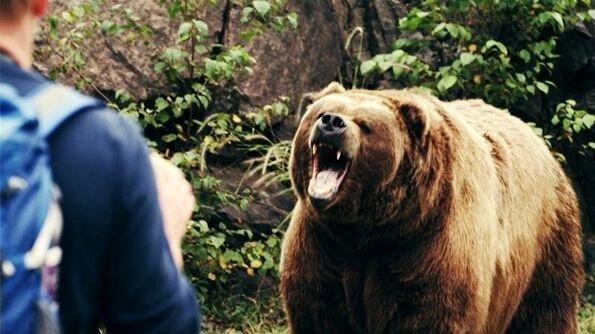 ببینید | پذیرایی از خرس گرفتار در تله کشاورزان مازندرانی با آب و عسل