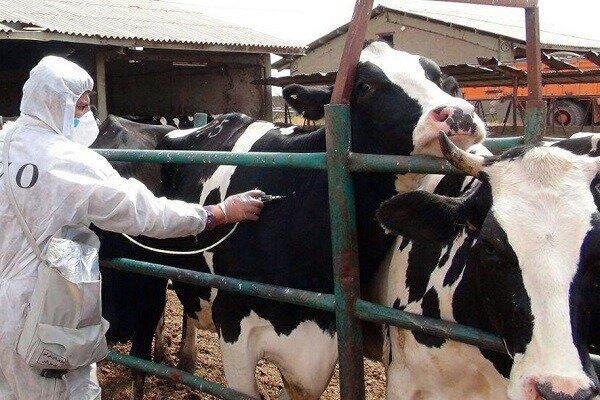 هجوم تب برفکی به دامداری‌ها/ چه تعداد دام تلف شد؟/ شیوع بیماری تحت کنترل است؟