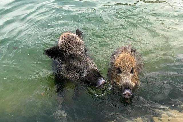 ببینید | گراز وحشی در استخر ویلایی گرفتار شد