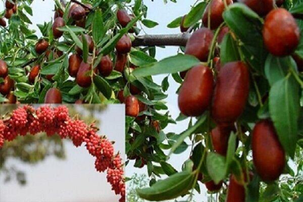 خراسان جنوبی بیش از ۹۸ درصد زرشک جهان را تولید می‌کند