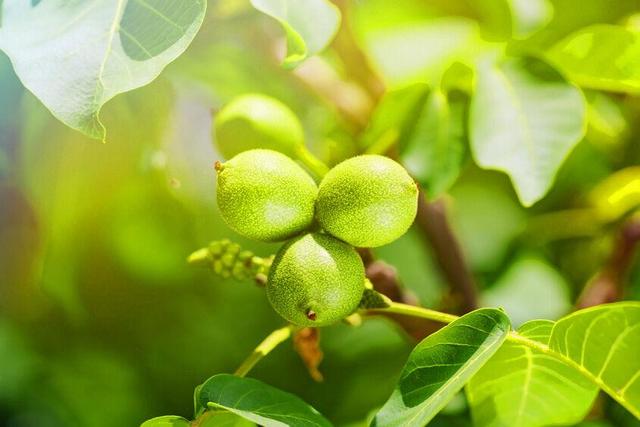 برداشت محصول از باغ‌های گردو استان فارس پایان یافت| برداشت ۱۴ هزار تن گردو