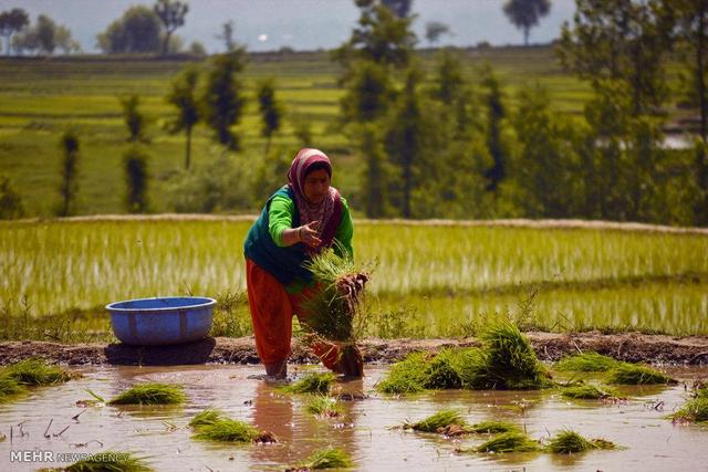 تاجران برنج هند به‌دنبال فتح بازارهای نوظهور خاورمیانه و آسیا