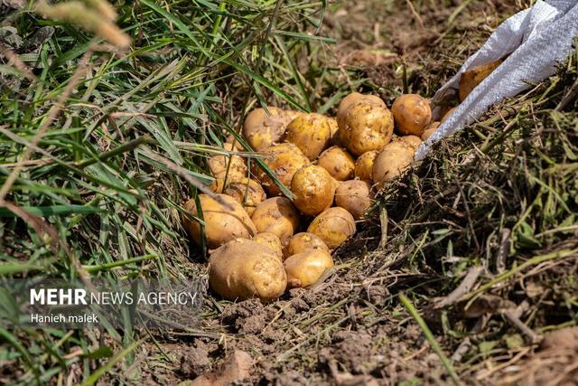 رحیم زاده: ۲۶۷هزار تن سیب زمینی پاییزه در آذربایجان شرقی تولید شده است