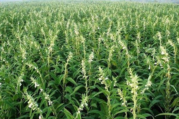 عزیزان:سطح زیر کشت کنجد در دره شهر ۱۵ درصد افزایش یافت