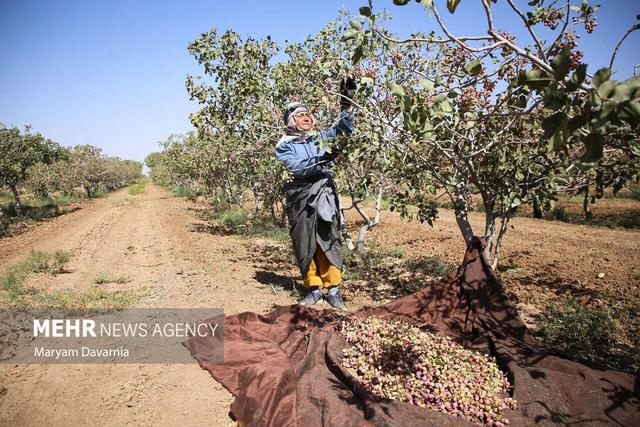 ارجاع پرونده ساخت و ساز در باغات به کمیسیون کشاورزی مجلس