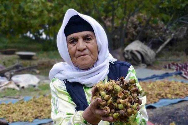 اسحاقی: جشن خرمن و برداشت فندق در رویداد گردشگری کشور ثبت شد