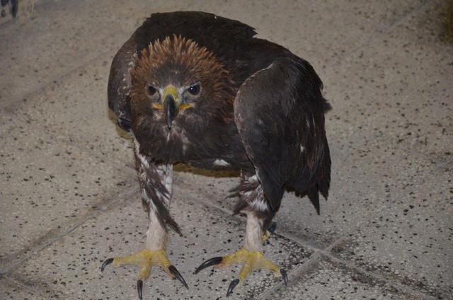 کشف یک بهله پرنده شکاری کمیاب در دامغان؛ ۳ نفر دستگیر شدند