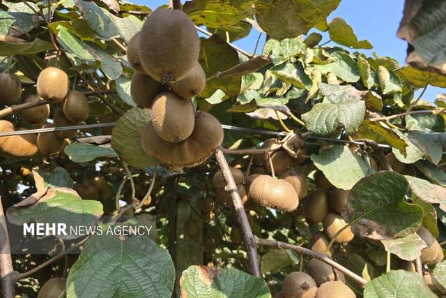 گلشن: کیوی لنگرود ظرفیت صادراتی بالایی دارد