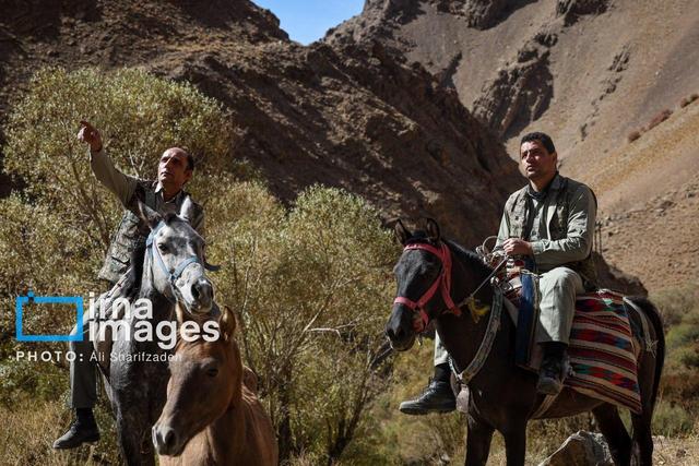 روایت عاشقی محیط‌بانان و طبیعت/ از گلوله داغ تا مواجهه با خرس