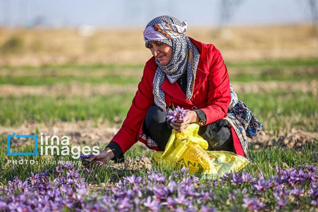 افزایش ۲۵ درصدی برداشت زعفران در ملایر