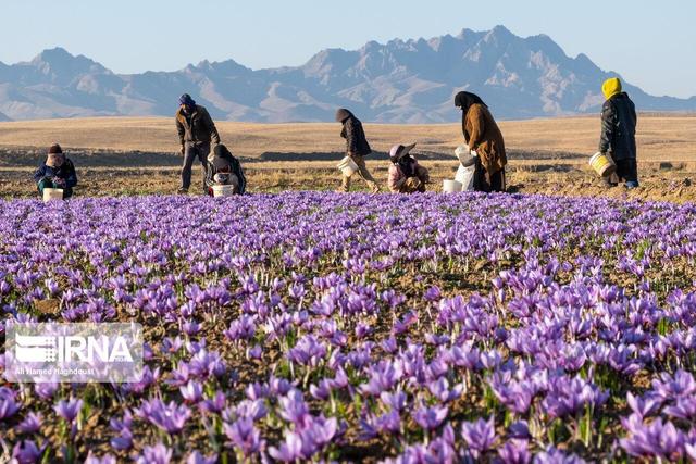 طلای سرخ شهرستان گِرمی مغان روانه بازار شد