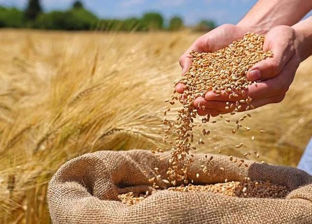 خوشه‌های دانش در مزارع، ثبت ارقام پرمحصول گندم در اردبیل