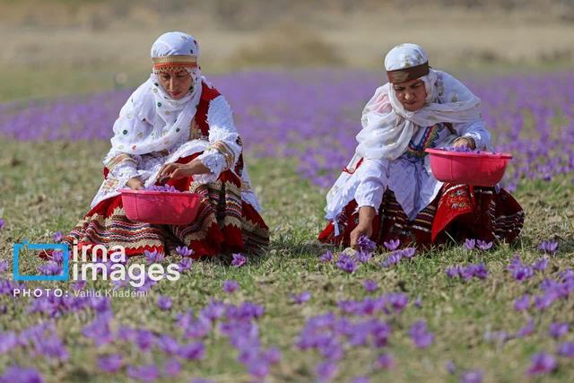 صادرات پنج تن زعفران از خراسان شمالی؛ ۷۵۰ هزار دلار ارزآوری