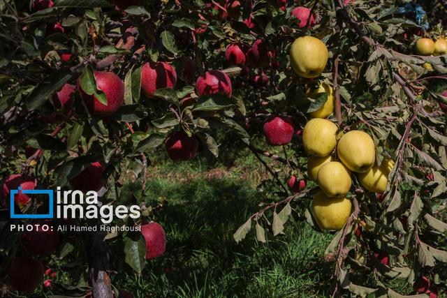 رتبه دوم آذربایجان شرقی با تولید بیش از ۵۰۰ هزار تن سیب در کشور