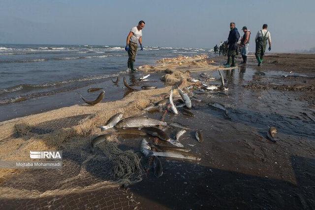در سومین کنفرانس بین‌المللی «ماهی‌شناسی ایران» چه گذشت؟