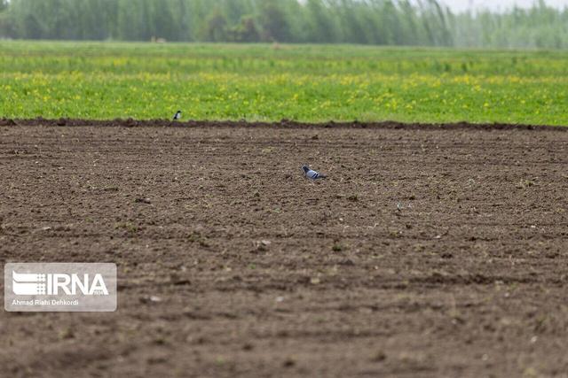 کم‌آبی الگوی کشت مزارع مهاباد را تغییر داد