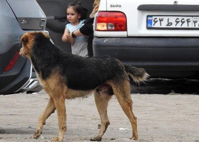 نگرانی مقام‌های رشت از جولان سگ‌های ولگرد